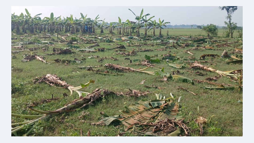 রাতের অন্ধকারে কেটে ফেললো কৃষকের ৫০০ কলাগাছ